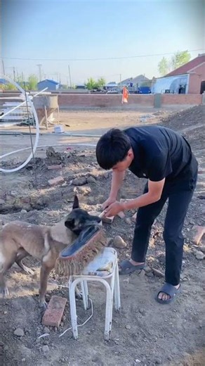 My Hero Dog Saves Me From Danger! 🐕⚠️