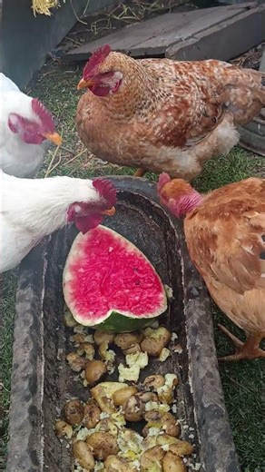 Pollos Gallinas pollitos #foryouシ #fypシ゚ #todos #fans #amazing #fbreelsfypシ゚viralシ #amazon #amazonas