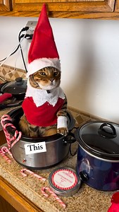 CatDad hand made this Elf on a Shelf costume for Mavi. #elfontheshelfideas #elfontheshelf #bengal #fblifestyle | Surfercatmav