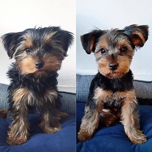 1M views · 10K reactions | Morkie Puppies <3 <3 <3 | Puppies Club | Facebook