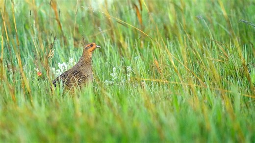 Find out how the 2025 grouse and partridge hunting seasons are shaping up in North Dakota in this week's NDO News. | North Dakota Game and Fish Department