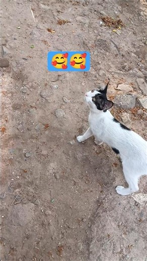 cute cat cute animals sound #cutepet #shortvideo