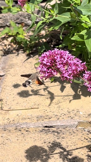 The hummingbird hawk is definitely one of my favourite species of all time ☺️ #moth #hawkmoth #hummingbirdhawkmoth #uk #insect