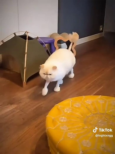 Cat Grooming Tips: Expert Haircut and Trimming