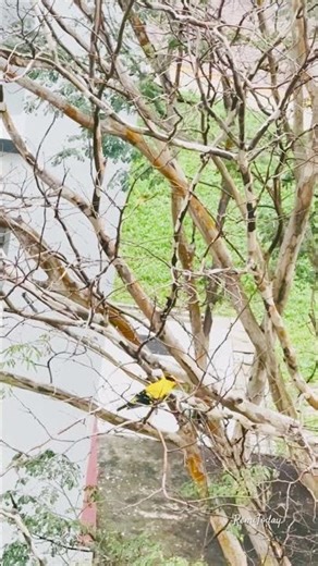 Silence ❤️ Birds 🦜From My Window 🕊️#shortsfeed #birds #trending #ramadanmubarak