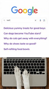 When you're supposed to order joint chews but get distracted by ALL the squeaky toys! | Vet Products Direct