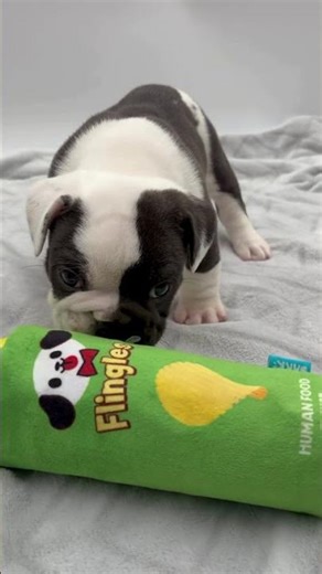 Hank | BeaBull Puppy #beabullPuppies #BeabullPuppy #BeabullLife