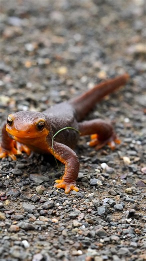 Breeding season is in full swing for California newts. During this time, newts travel from sheltered upland areas to ponds, lakes, creeks, or slow-moving streams to breed. Many return to the same places where they developed as larvae to mate and lay their eggs. Because newts lay their eggs in bodies of water, water quality plays an important role in their reproductive success. With their slow speed, newts are especially vulnerable to car and foot traffic as they migrate to breeding grounds. Espe