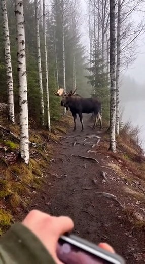Don't be afraid Just be careful | Wild Animal Encounters
