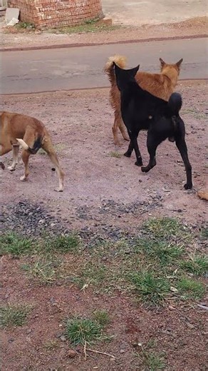 “These dogs suddenly started fighting… what happened next shocked everyone 😳🐕” #shorts