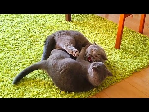 Cat Hissing and Growling