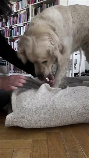 Helper #hund #dog #goldenretriever #goldenretrieverpuppy