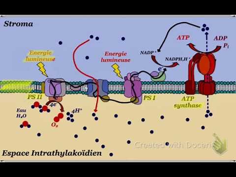 phase photochimique de la photosynthèse
