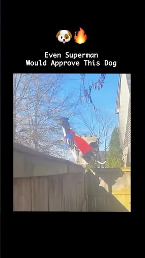 Even Superman Would Approve This Dog 😂