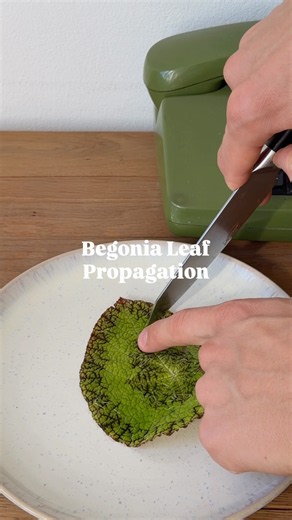Ever tried?! Begonia Leaf Propagation🌱 #planttips #plants #plantcare #diy #propagation #begonia