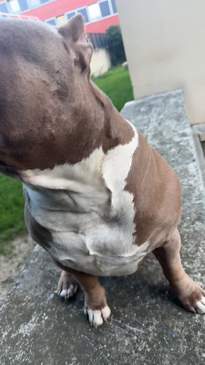 Faut pas sortir ses chiens enfaite on a compris #bully #bullyxl #americanbully #chien #dogsoftiktok