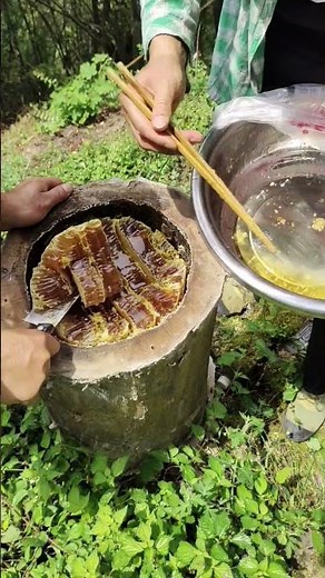 Traditional Bee Harvesting: Extracting Honey from a Hollowed Log #honey