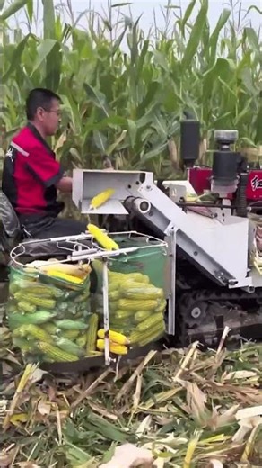Mechanized harvesting process of corn crops