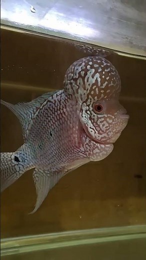 Ang isda na may bukol sa ulo | Flowerhorn #shorts #flowerhorn #fishpet