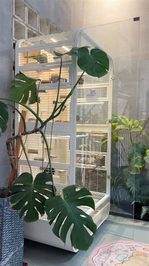 Elisha on Instagram: "Cozy little nest for your indoor feathered babies 🐦🏡 Our indoor bird house is the perfect cozy spot for your beloved birds to rest, play and nest—designed to fit seamlessly into your home decor, no messy outdoor install needed! Sleek, compact and made with bird-safe materials, it adds a sweet touch of nature to your living room, study or balcony nook, while giving your birds their own little safe space. Home isn’t just for us, it’s for our tiny winged family too 💛 #Indoo