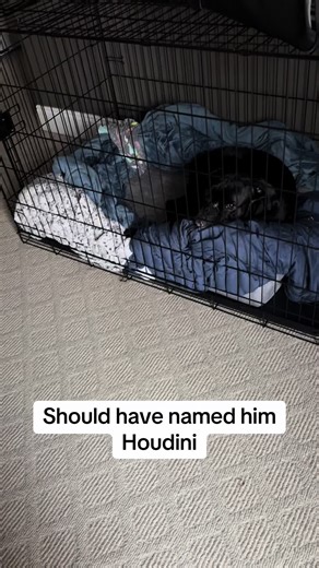 Confirmed, not one human took off Knox’s pajamas which means he had to get all four legs out plus his big ole boxer block head out of the neck hole. Riddle me confused. #boxersoftiktok #dogtok #funnydog #naughtydog #dogmom