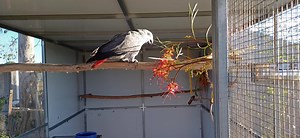 Youngsters enjoying the Grevillea flowers | Six Grey Parrots