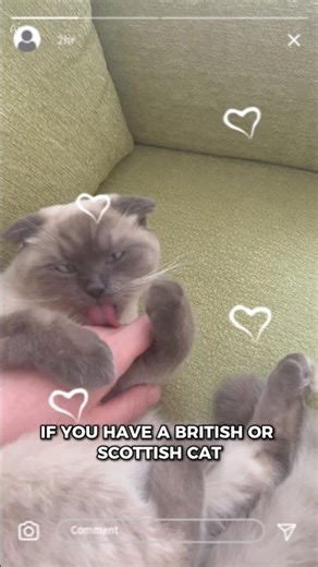 These are the cats with the rarest blood type in the world 😻