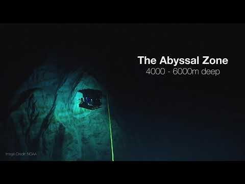 #DeepWeek 2020- Welcome to the Abyssal zone