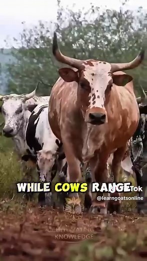Exploring Nguni Cattle Farming in South Africa