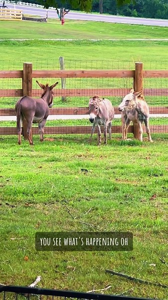 Donkey Love Drama: Day 2 Progress Report from the Pasture