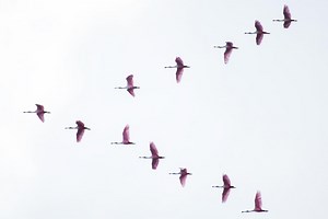 How do birds flock together? Scientists reveal their aerodynamic secrets