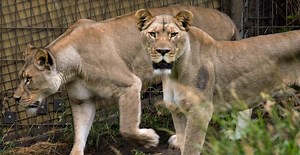 The Calgary Zoo just welcomed two new lionesses to its habitat | News