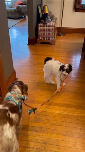 Danielle Manire •Oregon Bordoodles on Instagram: "“Are Bordoodles good with other dogs?” Zeus says, “Yes… and I’ll be leading the exercise around here.” 😌 Confident, social, and already helping with chores! 🐶💛. #oregonbordoodles #thesmartestdoodle #bordoodlesofinstagram"