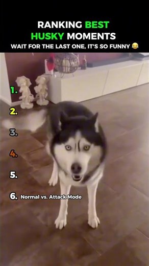 Dogs Being Idiots Part 142: Funny Husky 😂😂