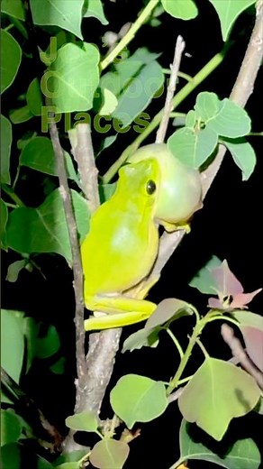 Green Tree Frogs Sounds #shorts