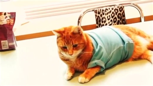 Keyboard Cat Halloween 25! | Keyboard Cat