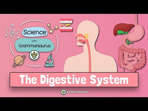 Science with Grammarsaurus - The Digestive System