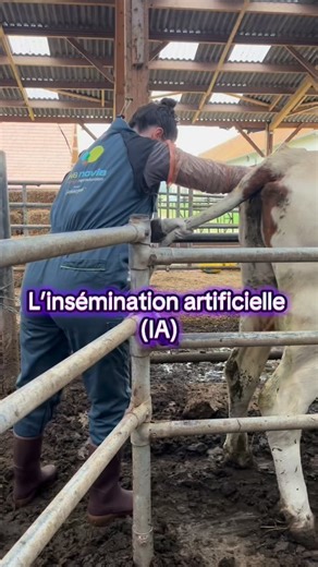 194 reactions · 12 shares | L’insémination artificielle à la ferme 溺 #ferme #agriculture #animaux #pourtoi #vache #montbeliarde #insemination #inseminationartificielle #lafermedesbioles | La ferme des bioles | Facebook