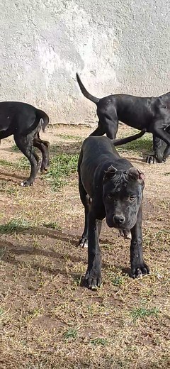 CACHORRAS PAMPA ARGENTINO | Raul Luconi