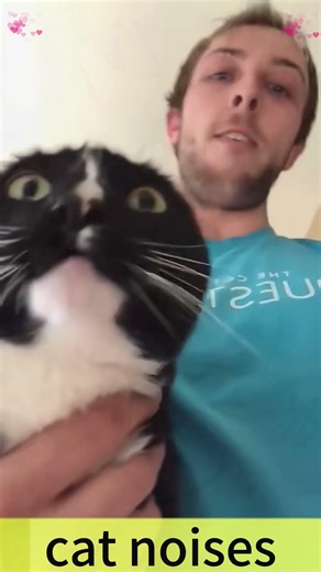 cat making weird noises#cat #funnycat #weirdcat #catnoises #catsoftiktok #fyp