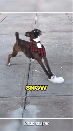 Dogs and Snow Moments ❄️🐶