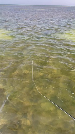 Slow and steady starts the race. 🎥 Shallow Water Expeditions#FishItWell #SimmsFishing #FlyFishing #FlatsFishing #SightFishing #Tarpon #FlatSkiff #Skiff #SaltwaterFishing | Simms Fishing Products