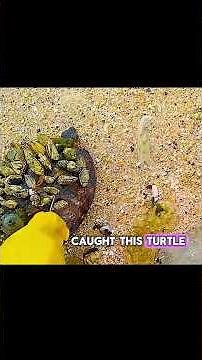 Barnacles getting removed from a sea turtle | Animal (part 2) Rescue#animalrescue #animals #turtle