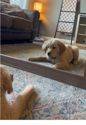 Battling the Mirror Dog: A Hilarious Encounter