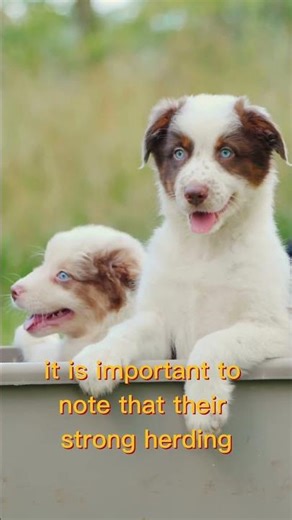 Are Australian Shepherds Good Family Dogs? 👨‍👩‍👧🐕 | Aussie Dog Facts #Shorts