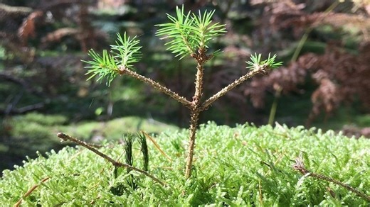 Why regenerative business is a roadmap for rapid change