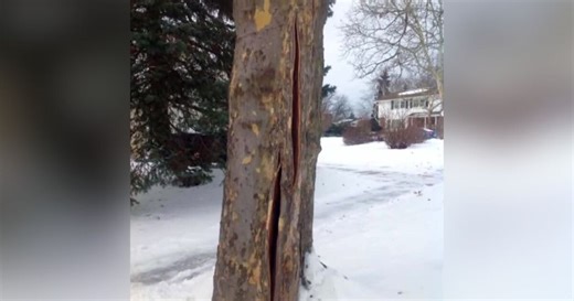 Are trees really 'exploding' in the cold? Here’s what’s actually happening