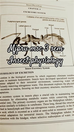 #mjpru#msc msc 3rd semester #excreatory system in insect