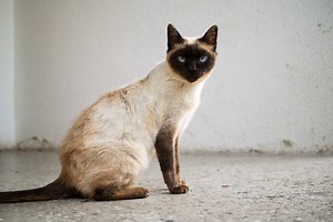 Siamese cats are heatmaps of themselves