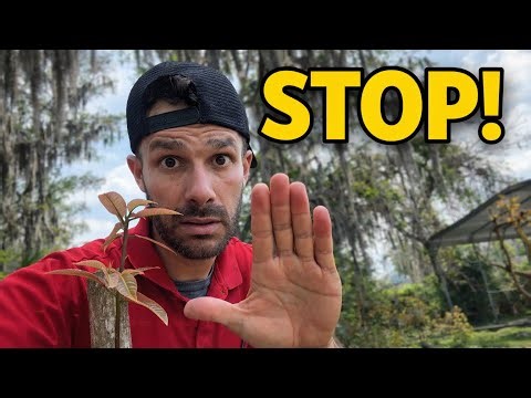 Do These 3 Things Now: Then Leave Your Mango Trees Alone